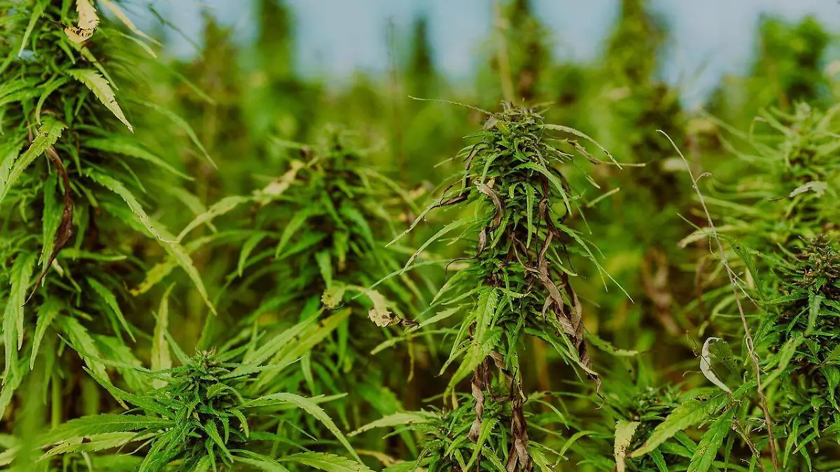 matas de marihuana PIXABAY